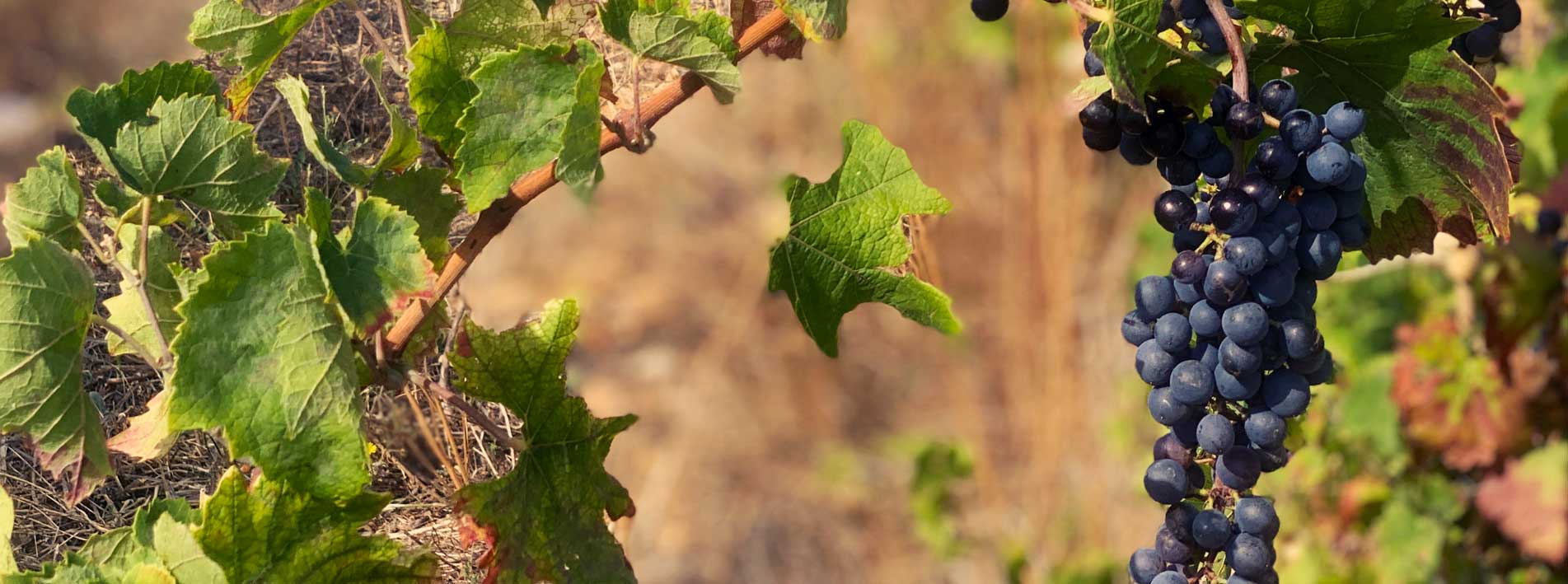 Vinos de Mallorca wine Majorca