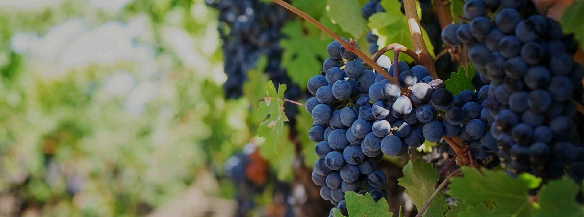 Vinos de Mallorca